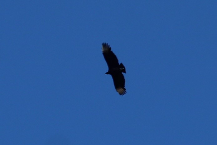 Black Vulture - ML646186948