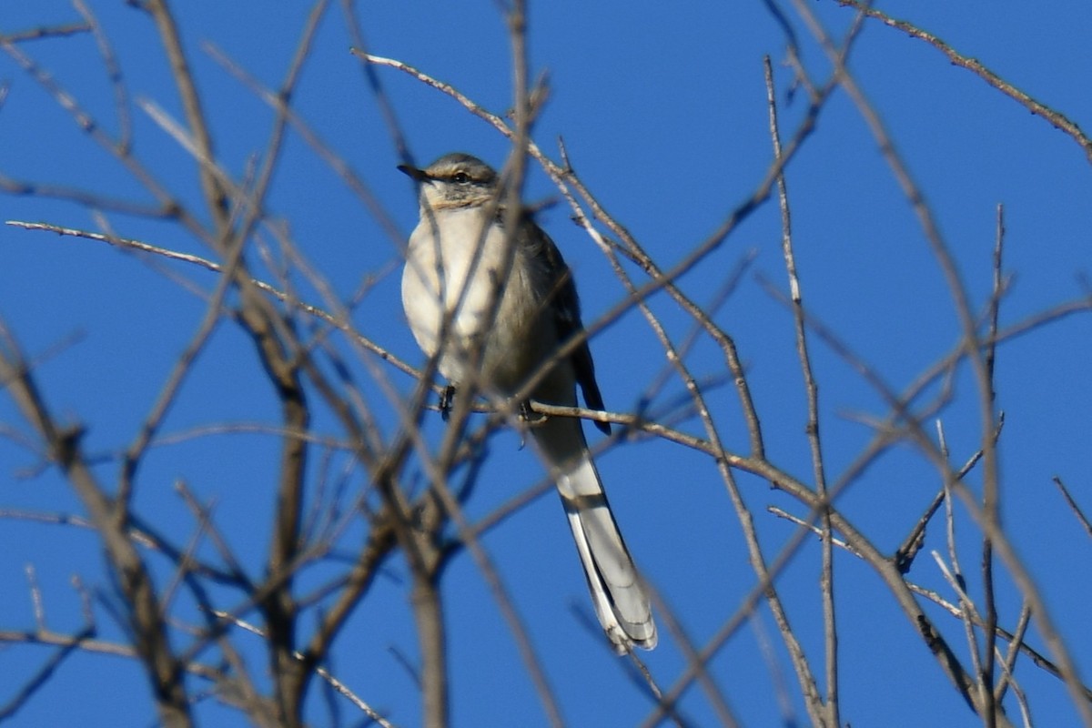 Northern Mockingbird - ML646186950