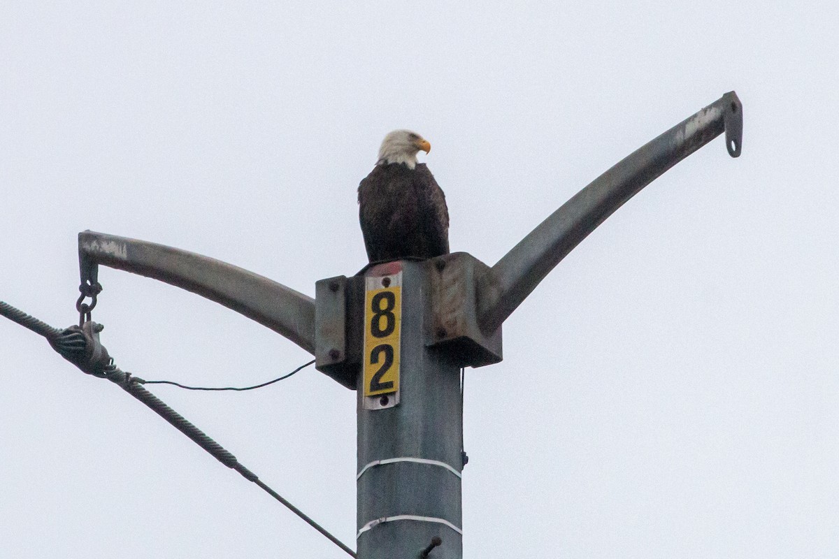 Bald Eagle - ML646186951