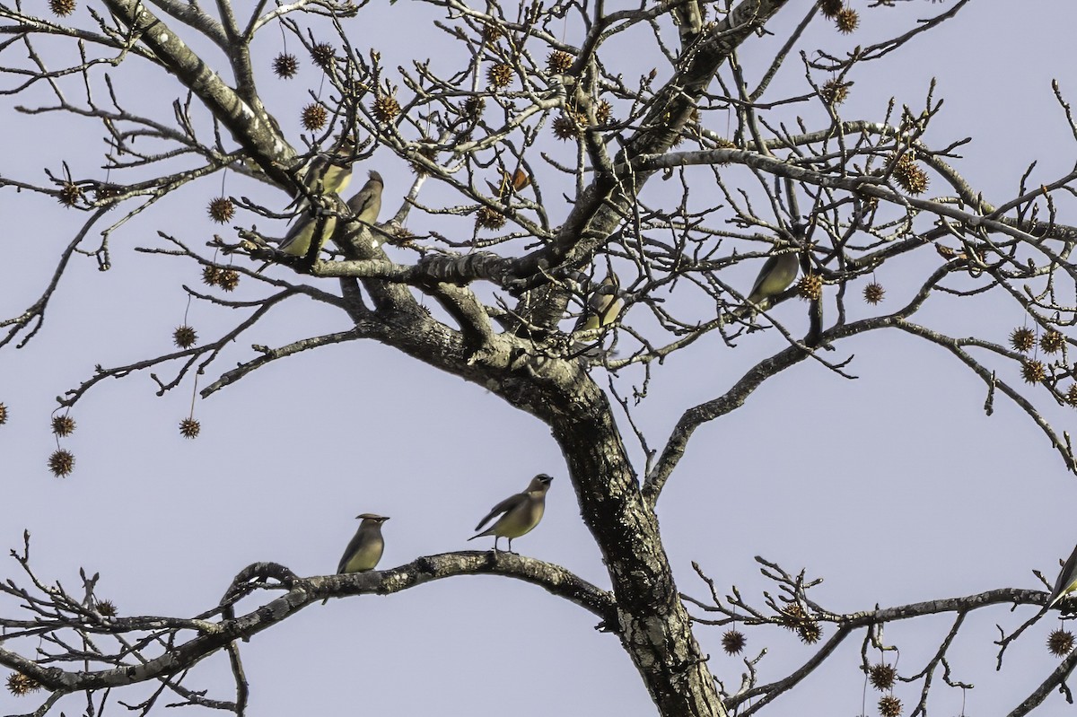Cedar Waxwing - ML646186956