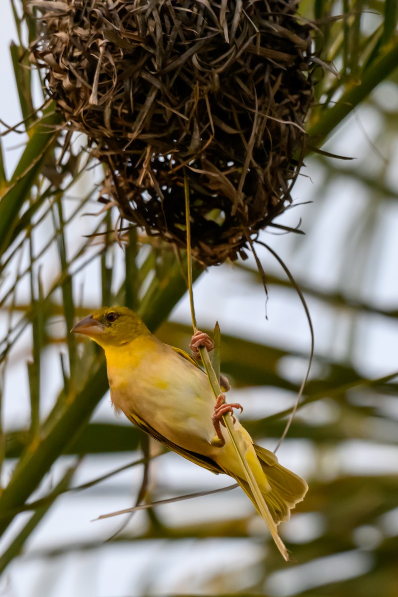 Village Weaver - ML646186958