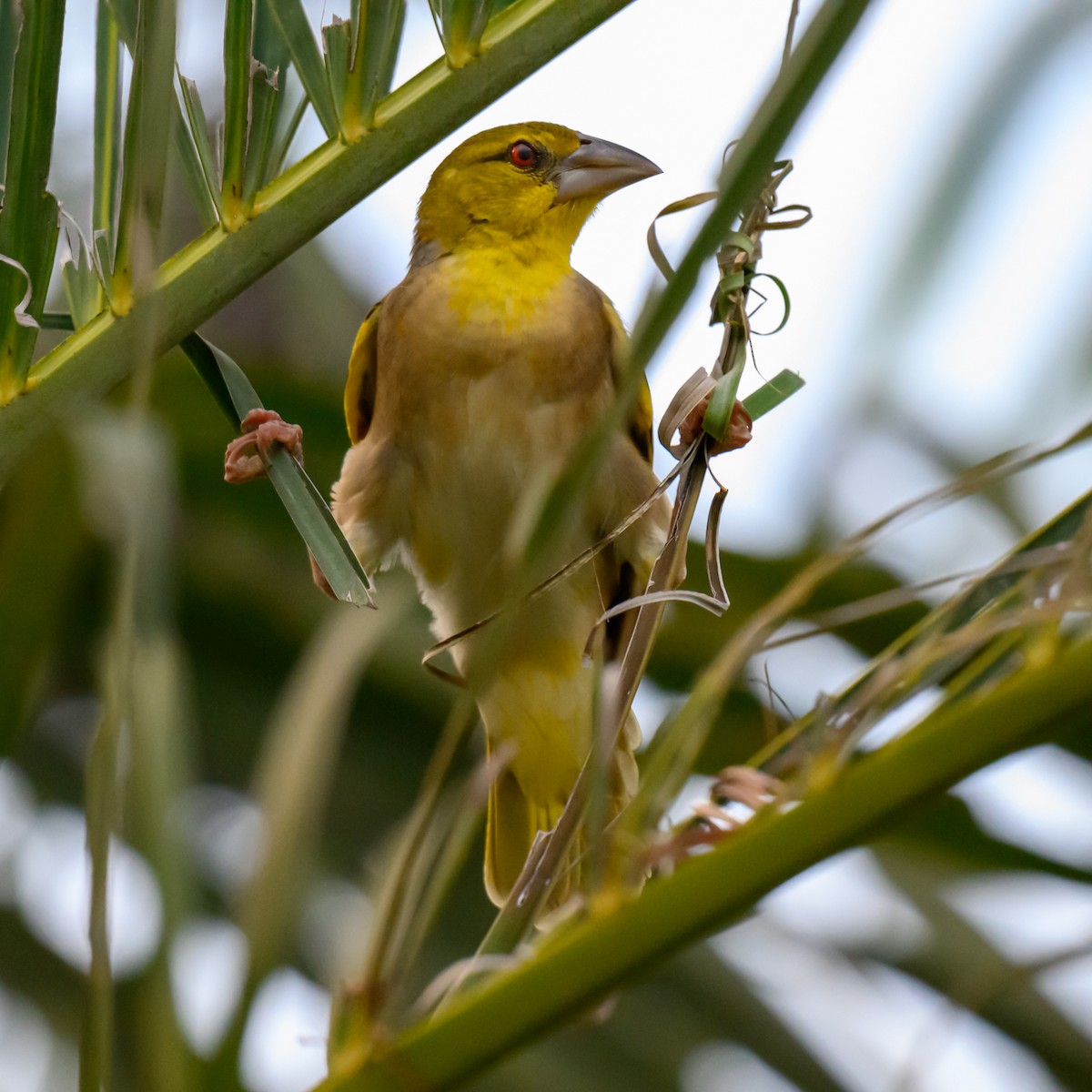 Village Weaver - ML646186959