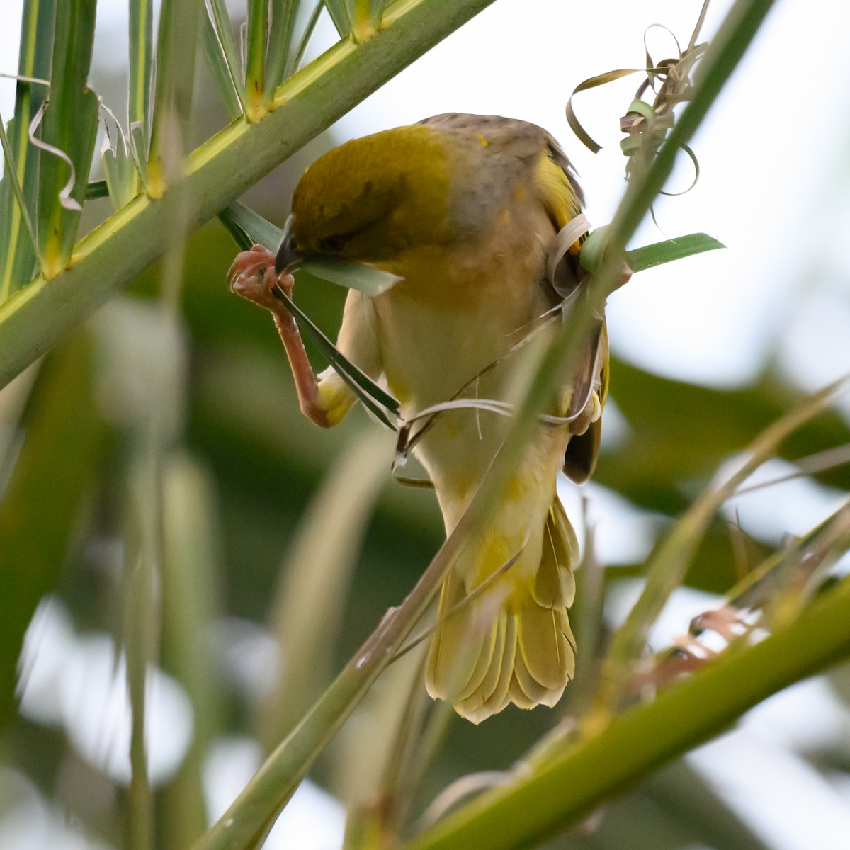 Village Weaver - ML646186960