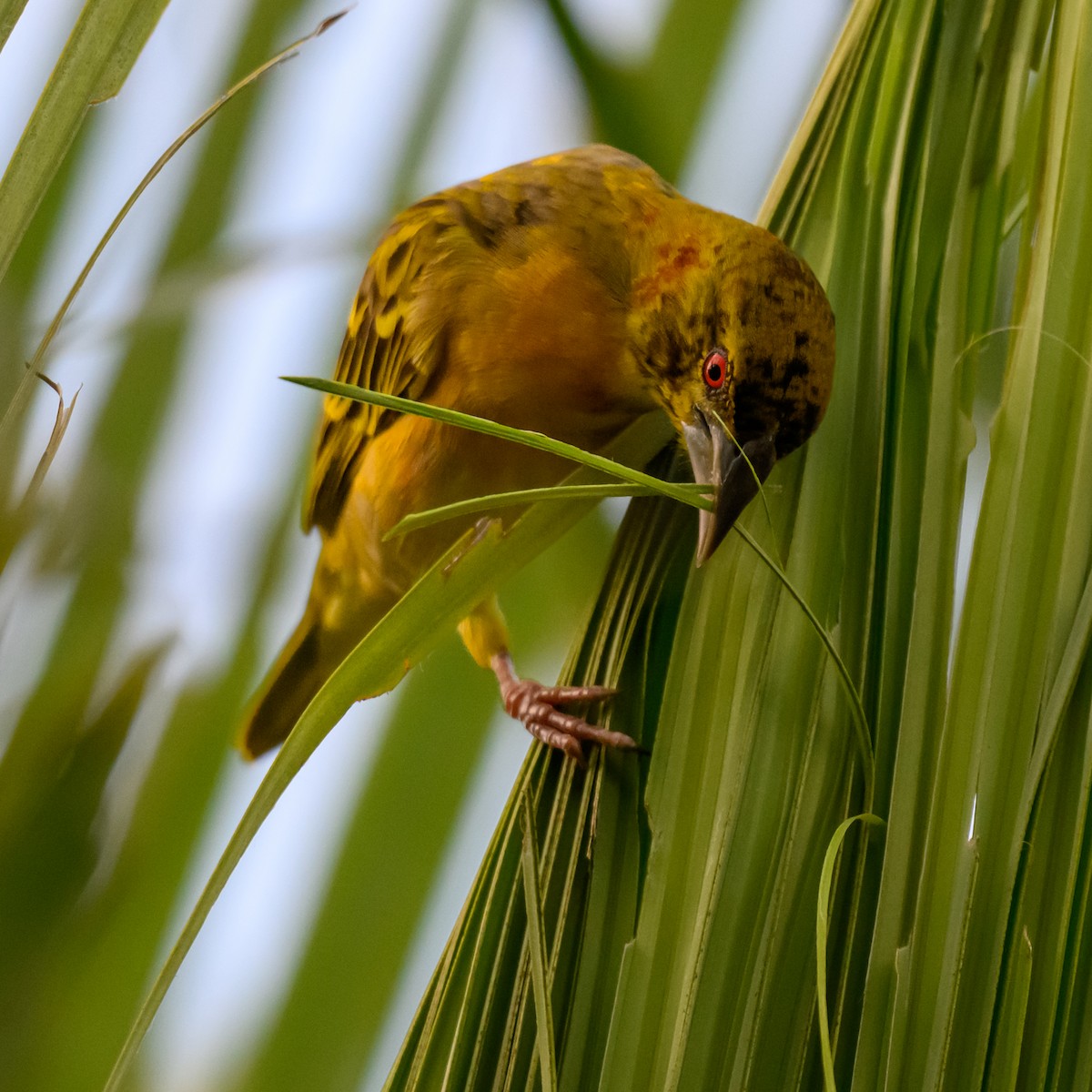 Village Weaver - ML646186961