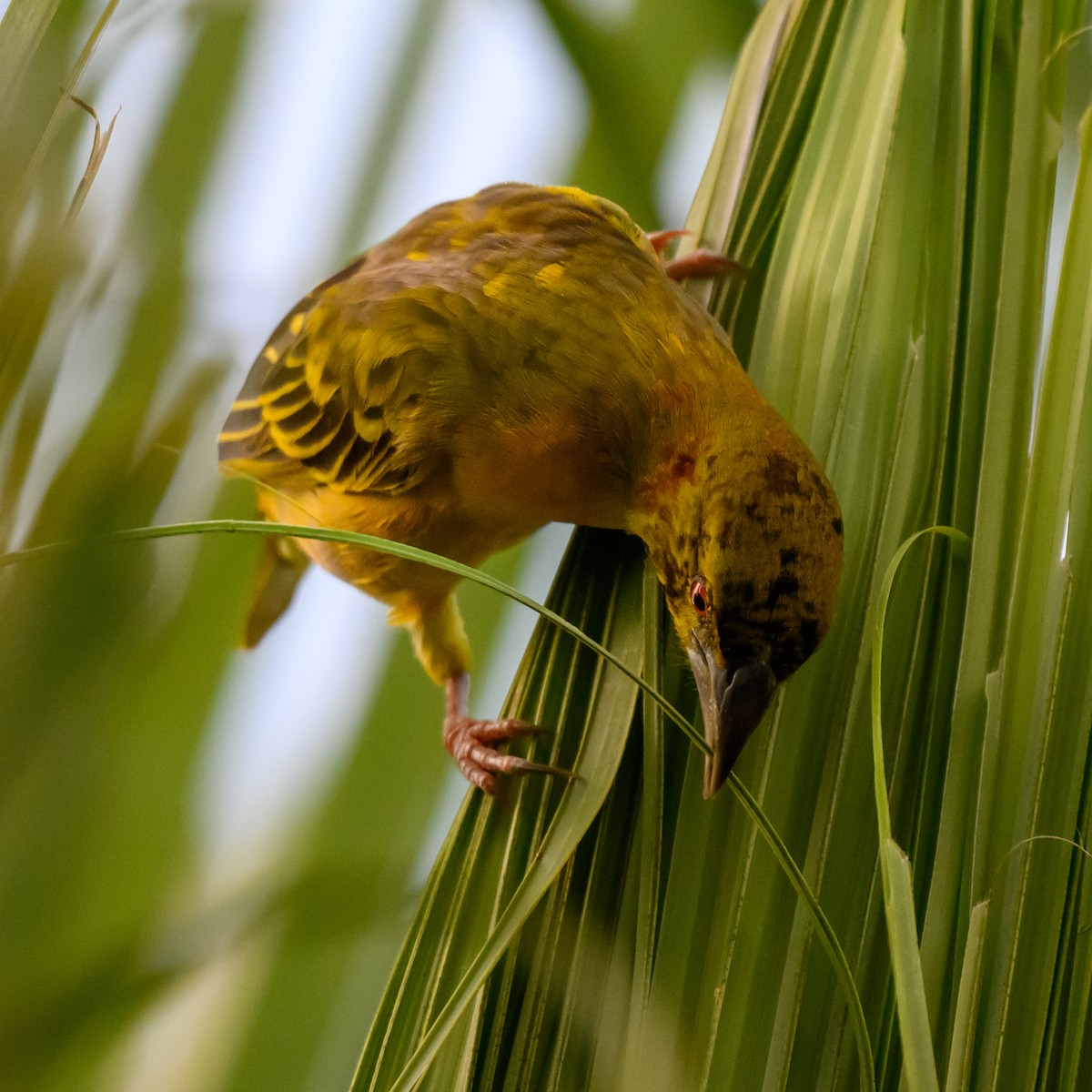 Village Weaver - ML646186962