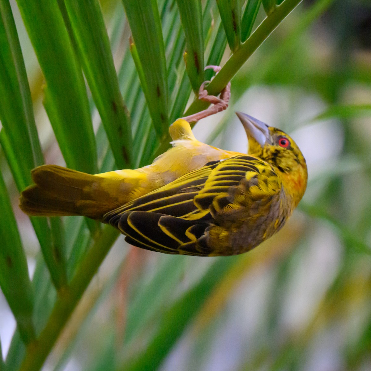 Village Weaver - ML646186963