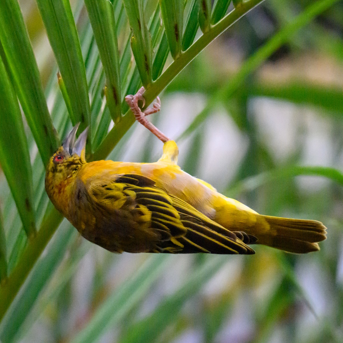 Village Weaver - ML646186964