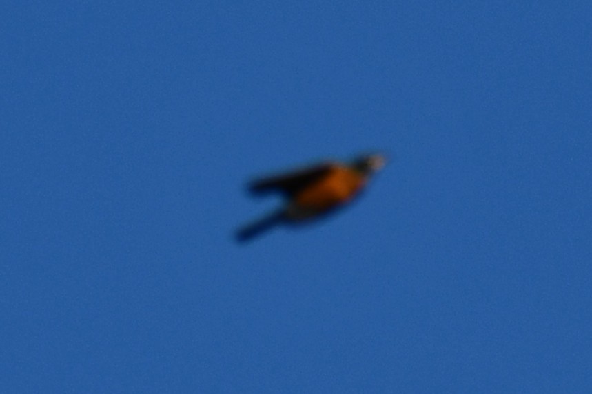 American Robin - ML646186966