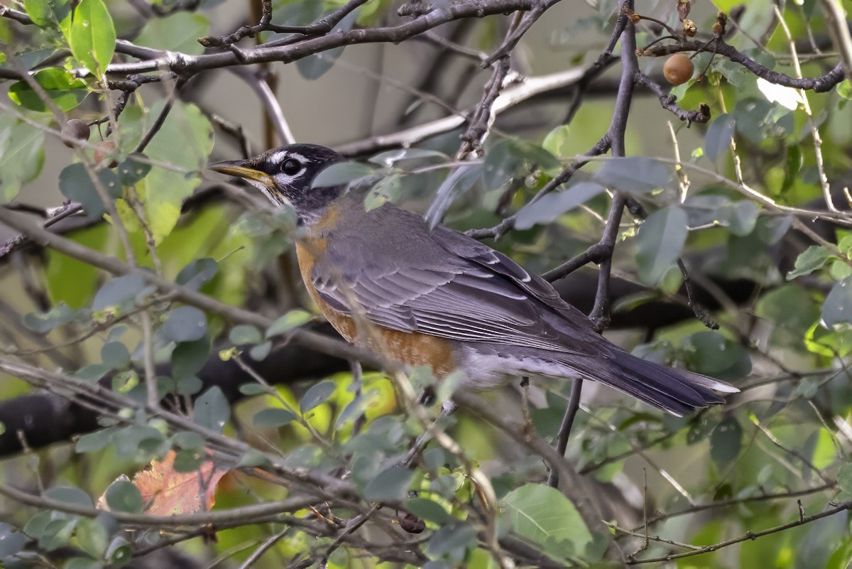 American Robin - ML646186967
