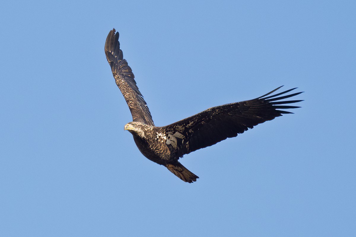 Bald Eagle - ML646186971