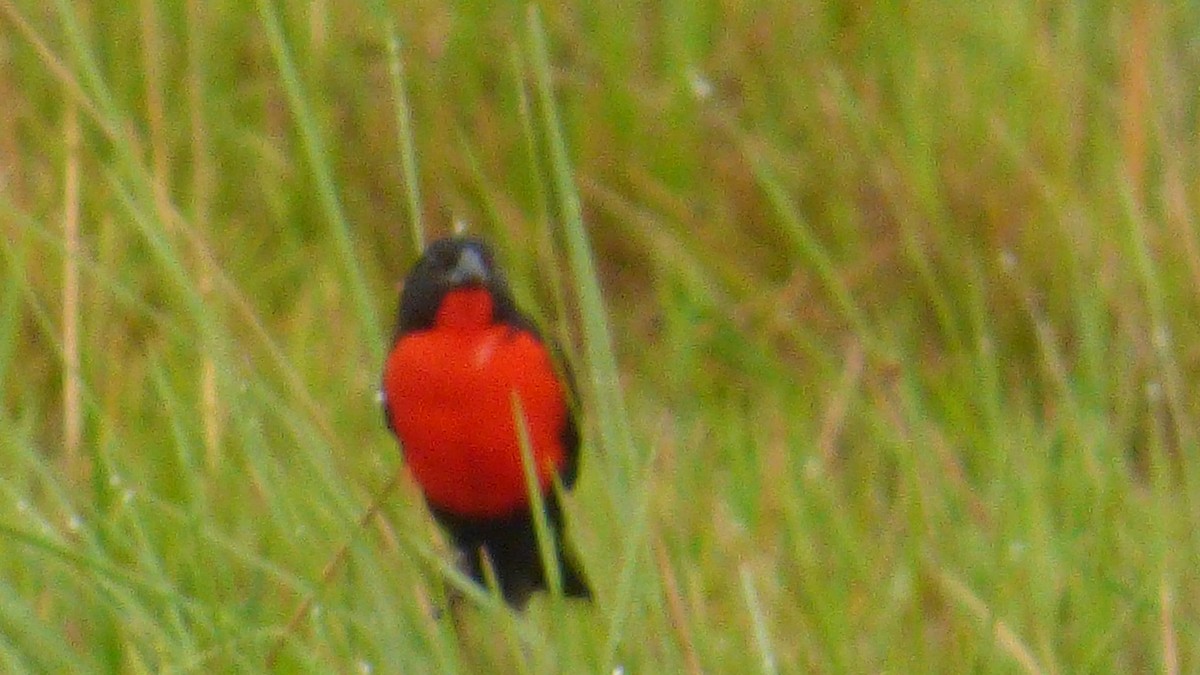 Red-breasted Meadowlark - ML646186973