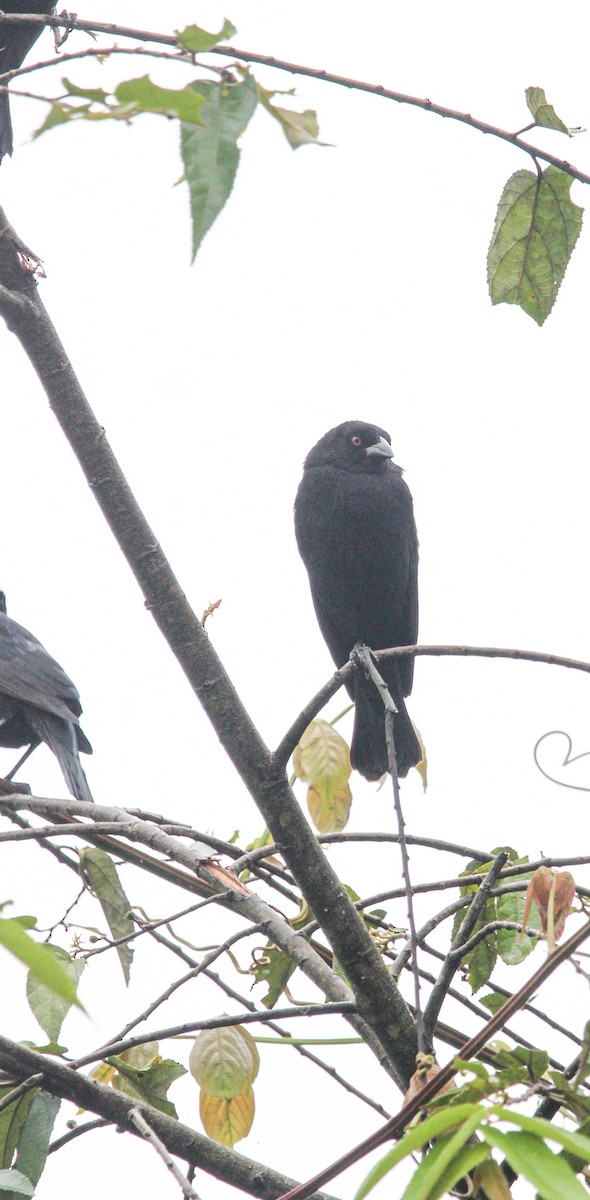 Bronzed Cowbird - ML646186977