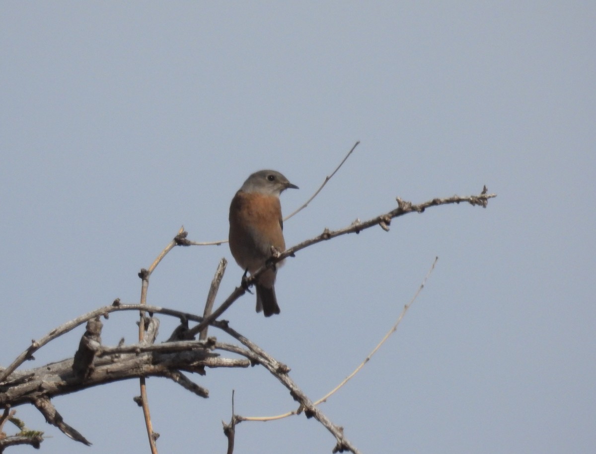 Western Bluebird - ML646186978