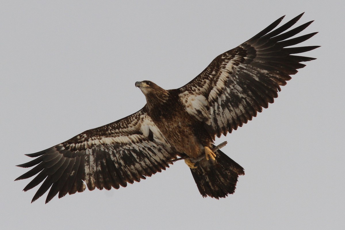 Bald Eagle - ML646186979