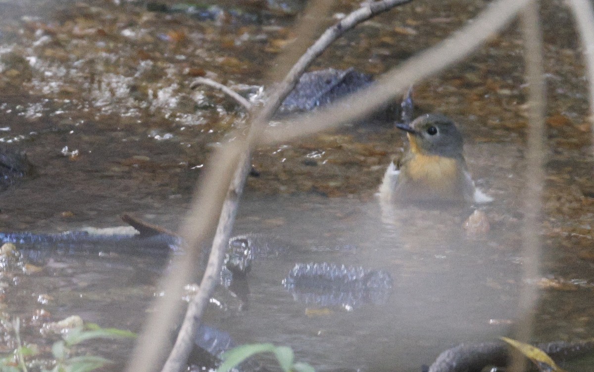 Blue-throated Flycatcher - ML646186982