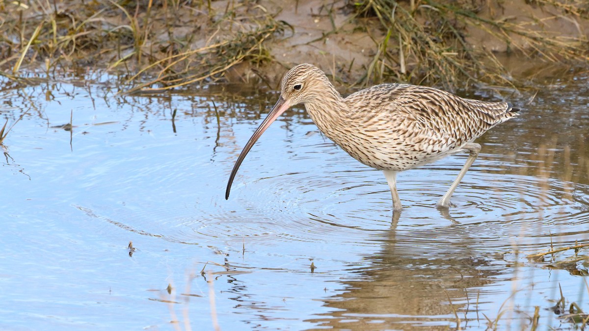 Морин тутгалжин - ML646186984