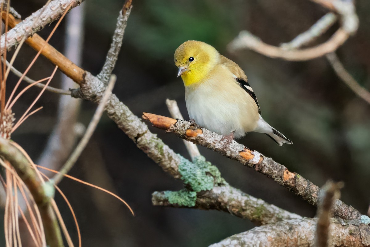 American Goldfinch - ML646186987