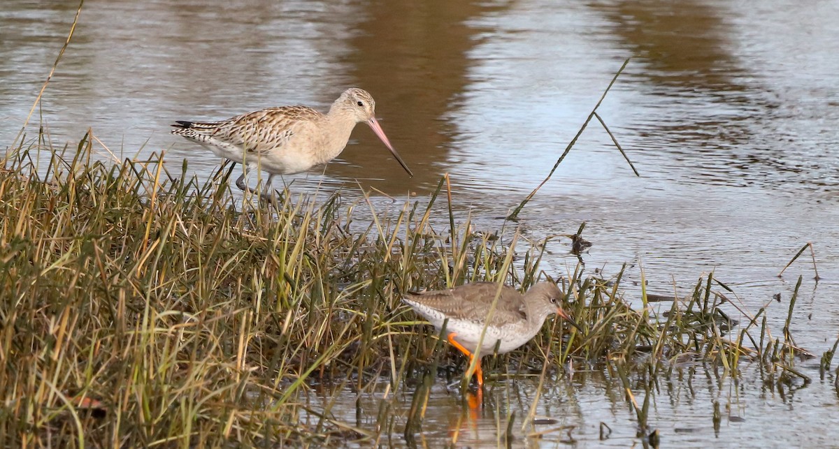 Хурган цууцал - ML646186988