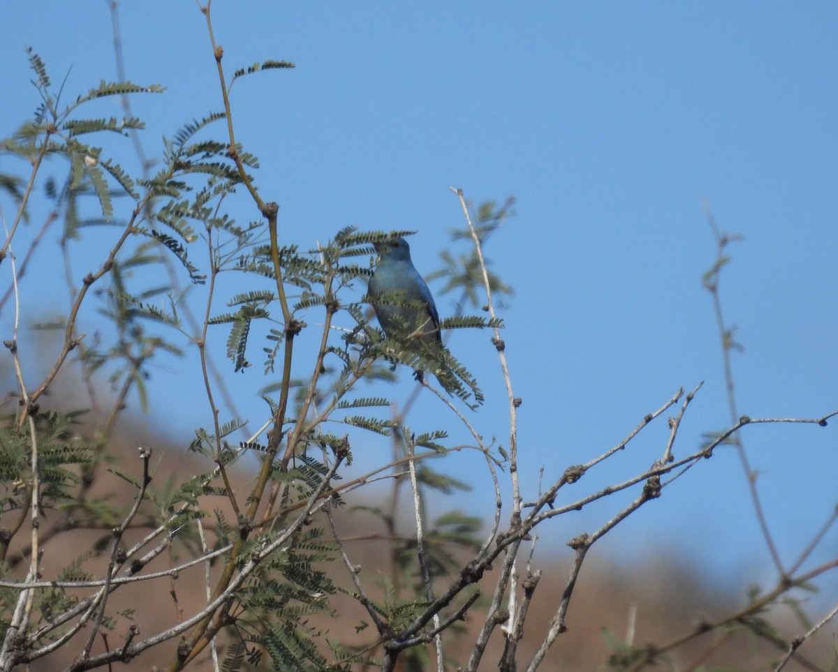 Mountain Bluebird - ML646186989