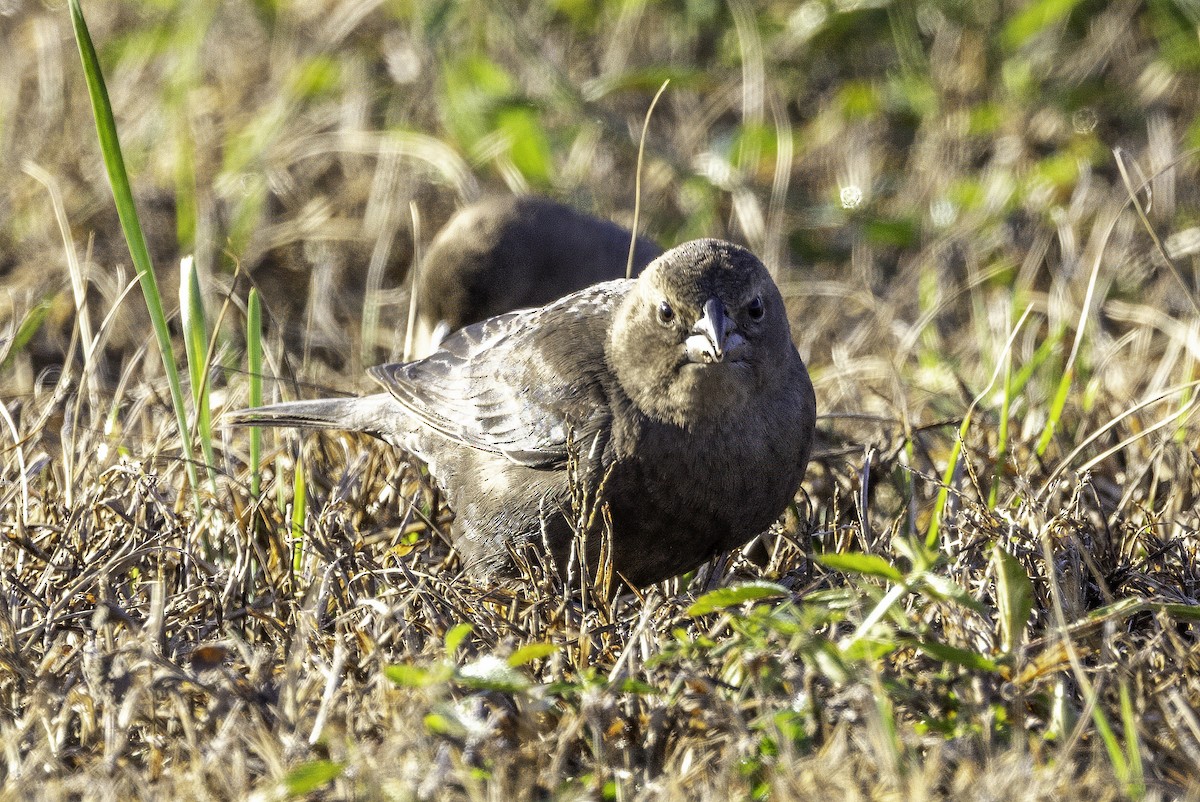Коровий трупиал, буроголовый желтушник - ML646186991