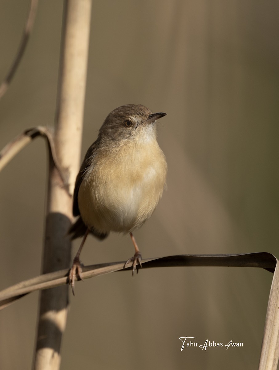 Plain Prinia - ML646186997