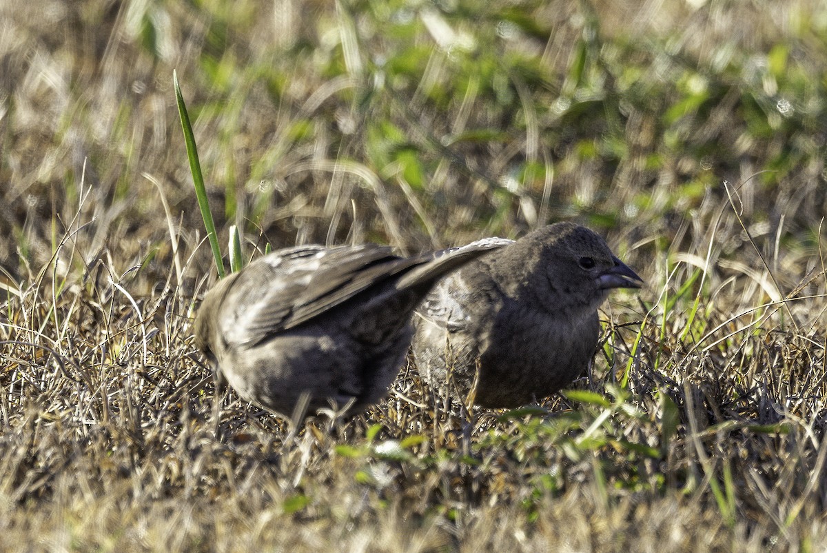 Коровий трупиал, буроголовый желтушник - ML646187000