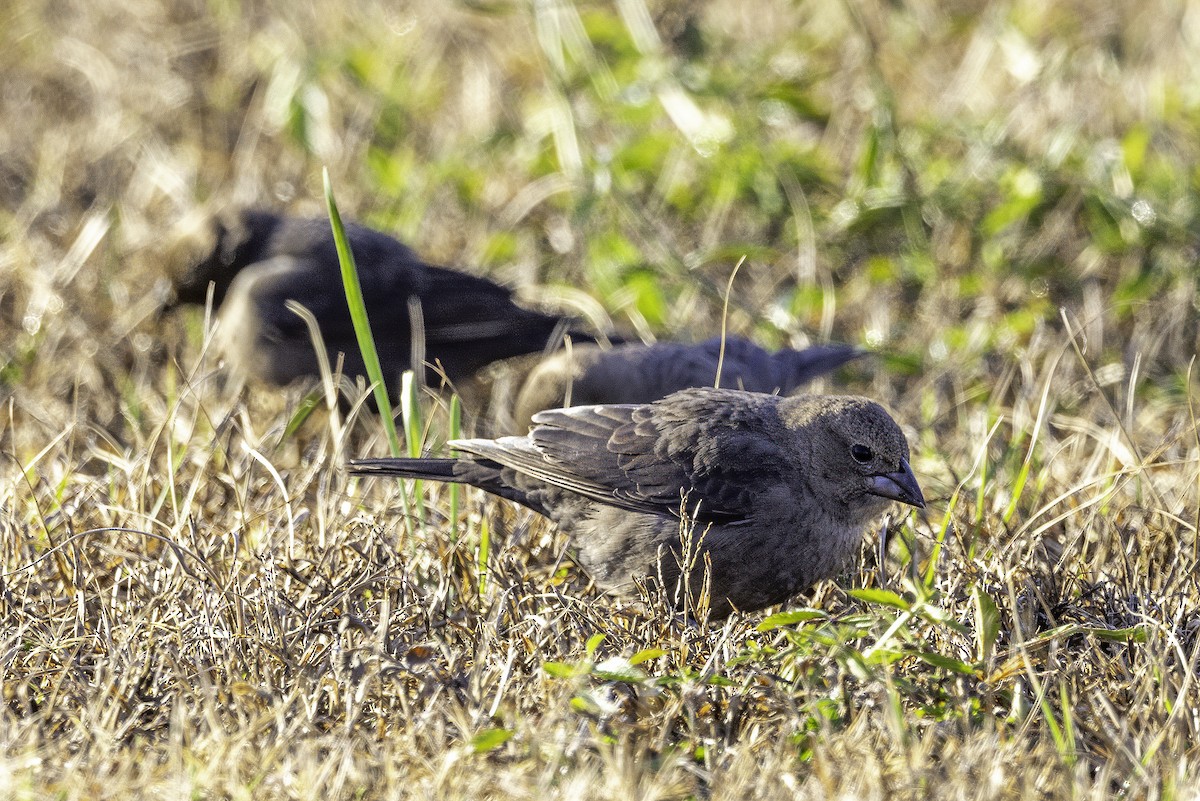 Коровий трупиал, буроголовый желтушник - ML646187002