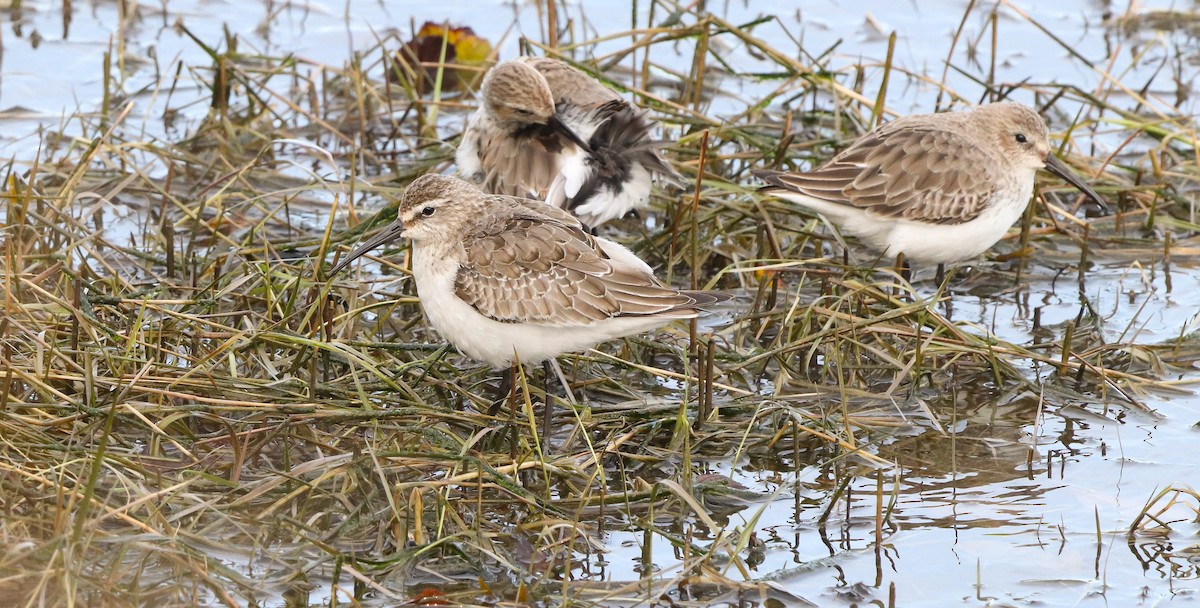 Хадуур элсэг - ML646187004