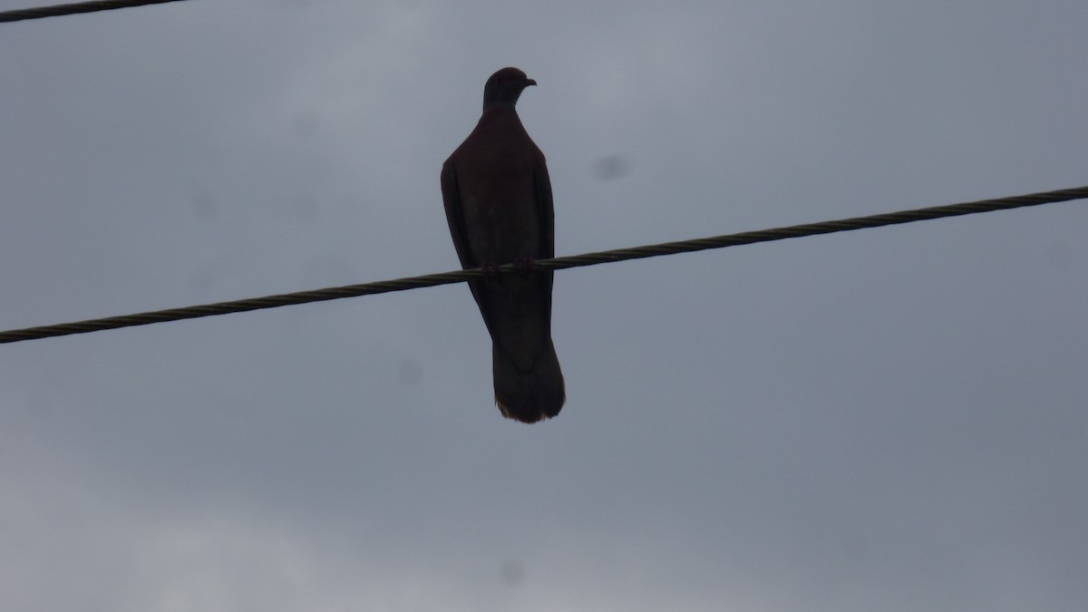Pale-vented Pigeon - ML646187005