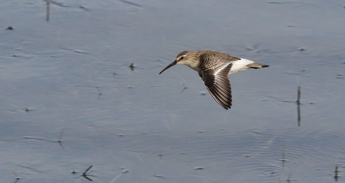 Хадуур элсэг - ML646187006