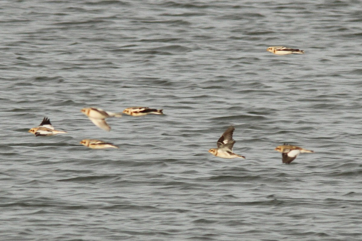 Snow Bunting - ML646187009