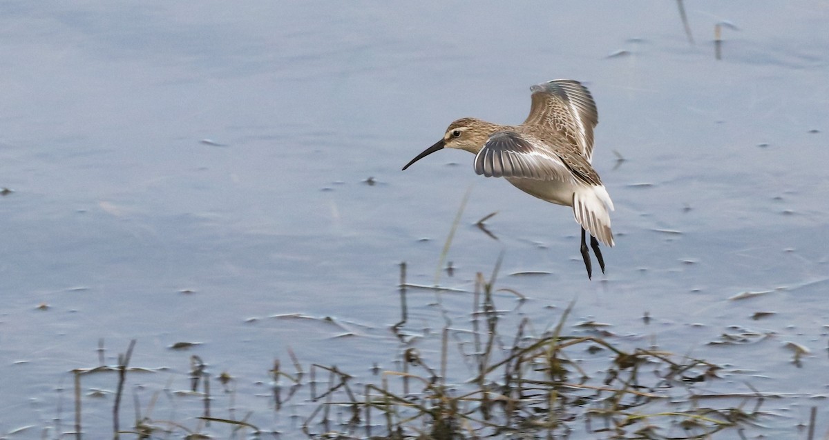 Хадуур элсэг - ML646187011