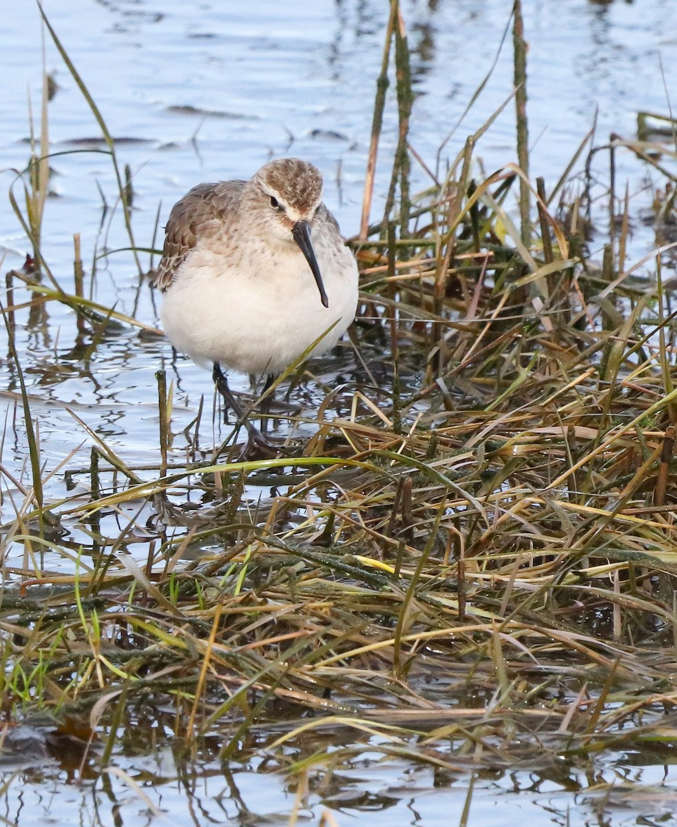 Хадуур элсэг - ML646187015