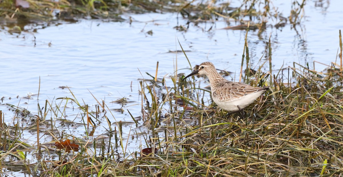 Хадуур элсэг - ML646187019