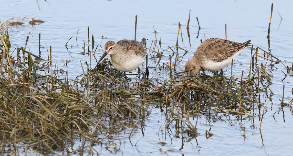 Хадуур элсэг - ML646187024