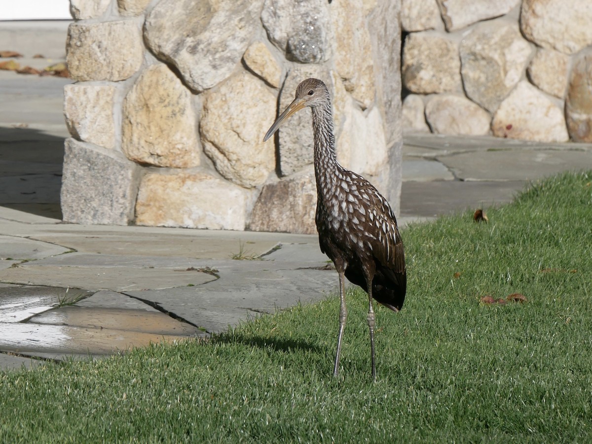Limpkin (Speckled) - ML646187026