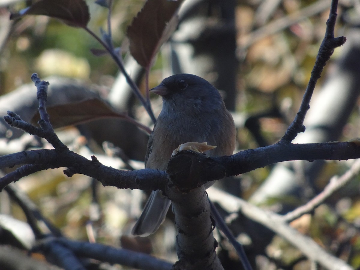 Dark-eyed Junco - ML646187027