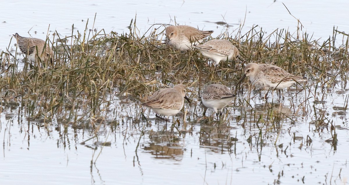 Хар элсэг - ML646187028