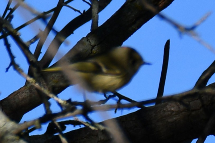 Ruby-crowned Kinglet - ML646187034