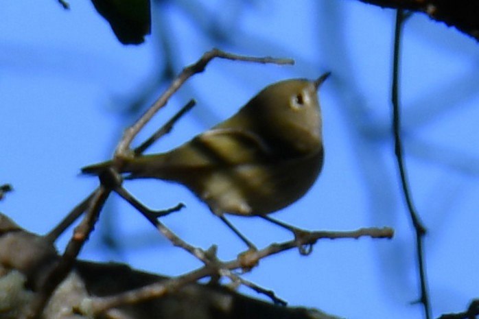 Ruby-crowned Kinglet - ML646187035