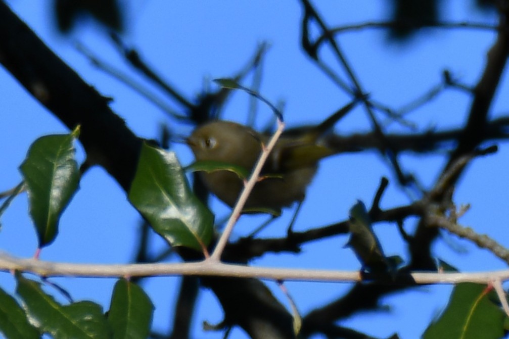 Ruby-crowned Kinglet - ML646187036