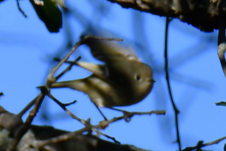 Ruby-crowned Kinglet - ML646187037