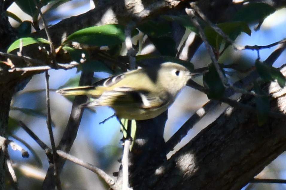 Ruby-crowned Kinglet - ML646187038