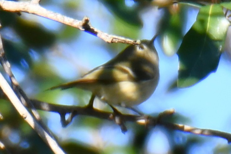 Ruby-crowned Kinglet - ML646187039