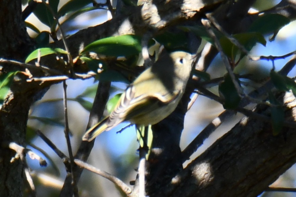Ruby-crowned Kinglet - ML646187040
