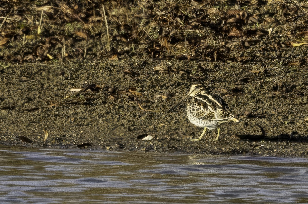 Wilson's Snipe - ML646187041