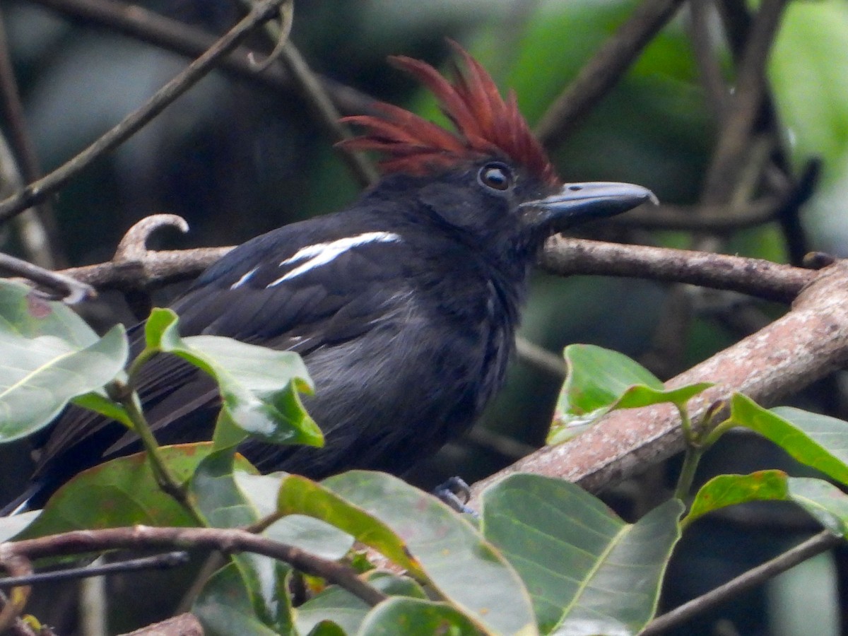 Glossy Antshrike - ML646187042