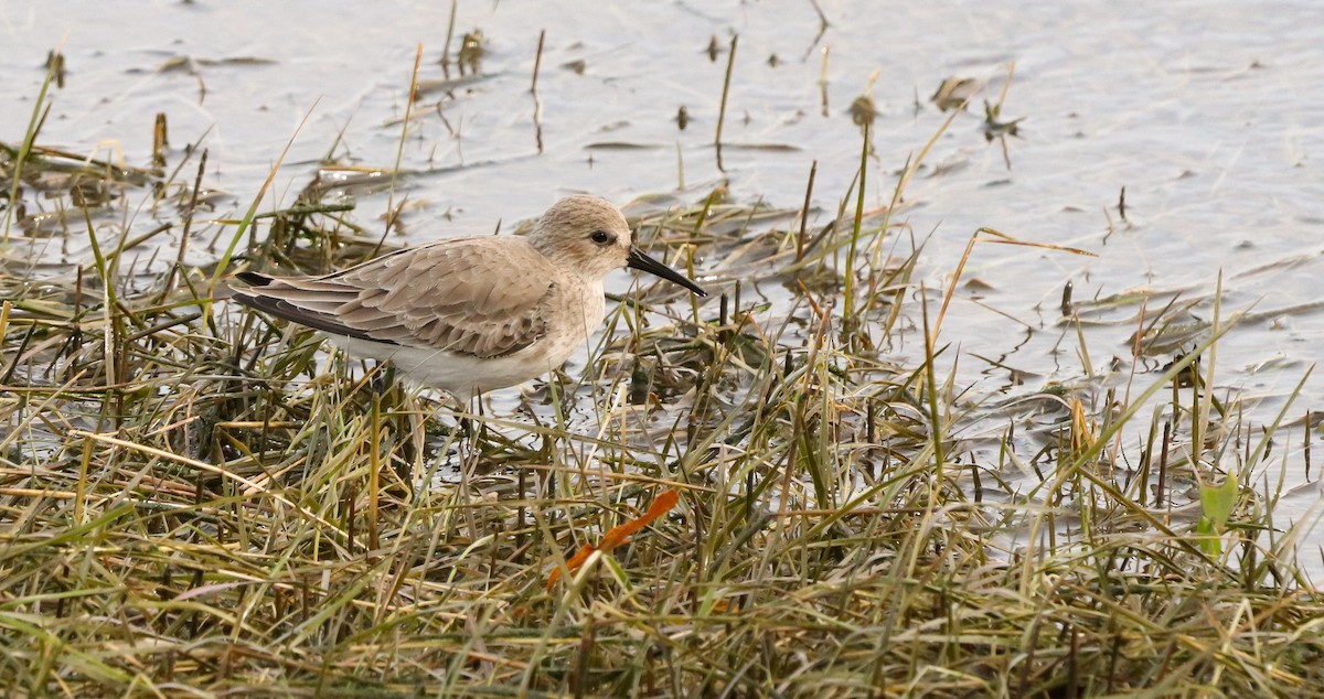 黑腹濱鷸 - ML646187043