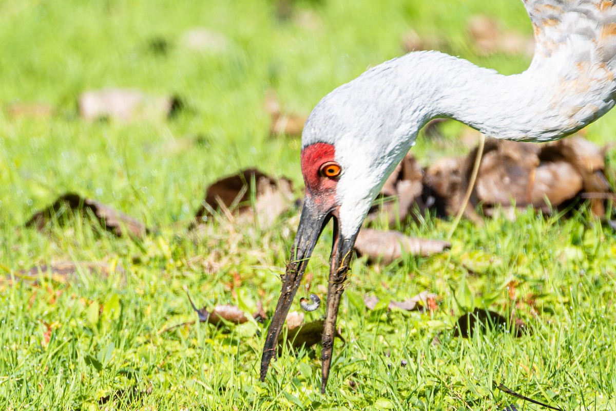 沙丘鶴 - ML646187045