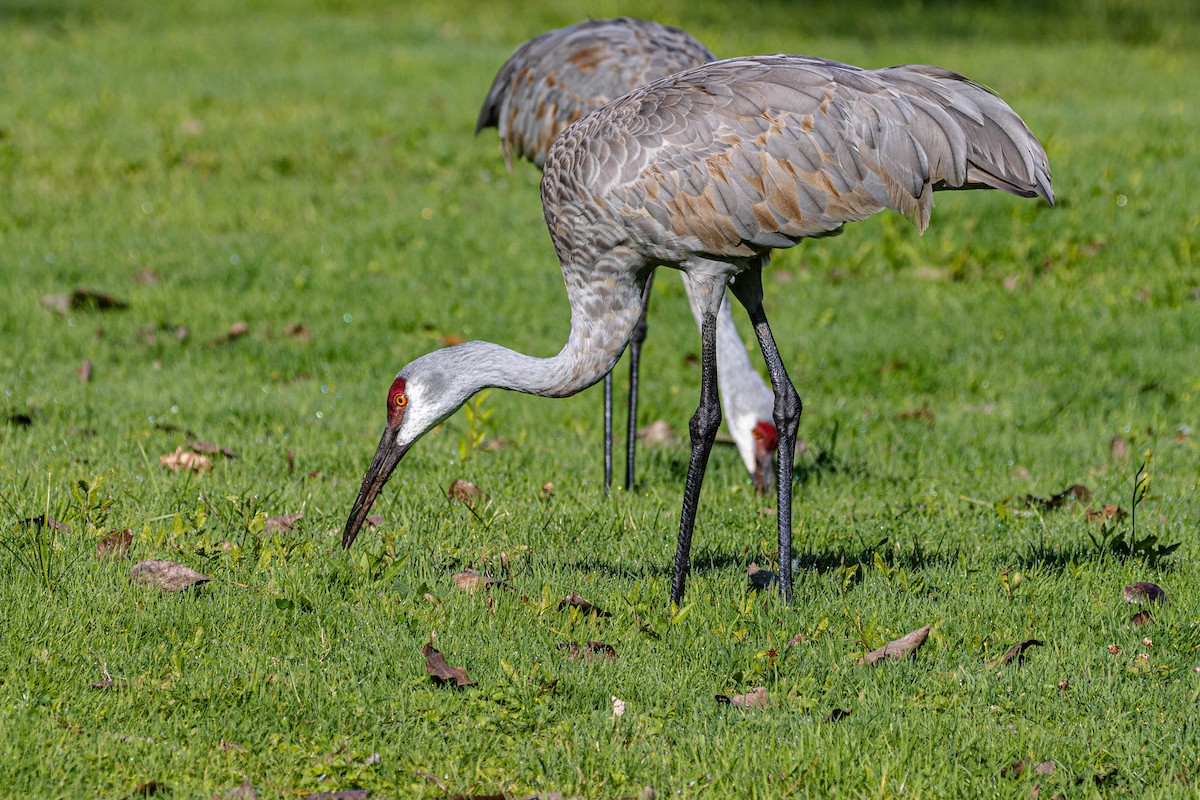 沙丘鶴 - ML646187046
